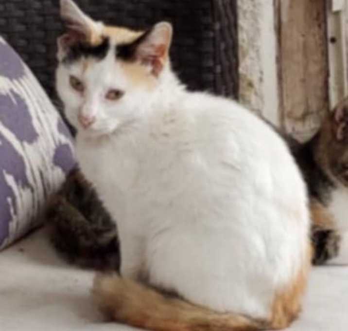 Photo of Phoenix