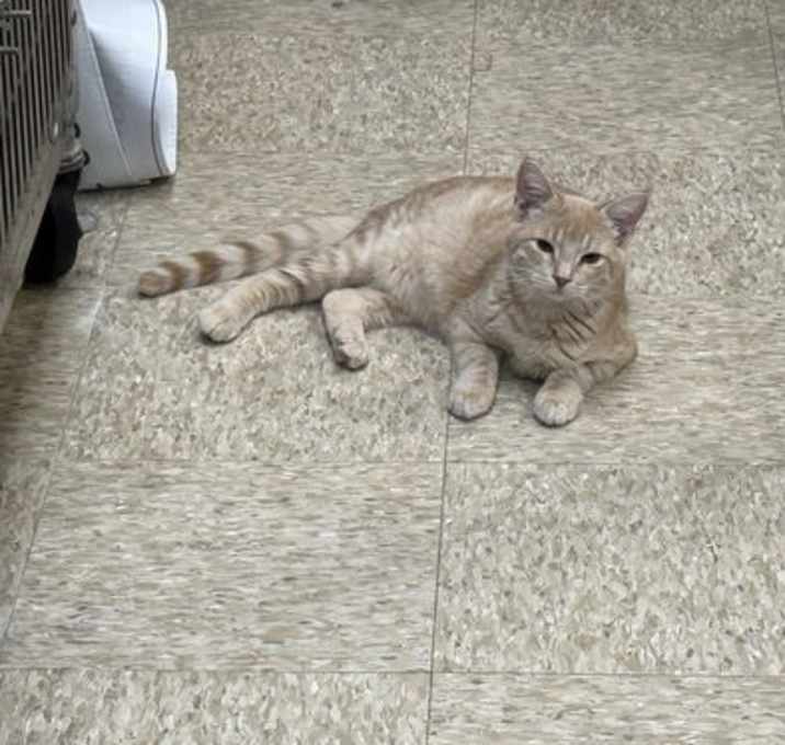 Photo of Pickles