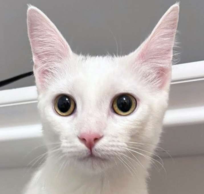 Photo of Pearl