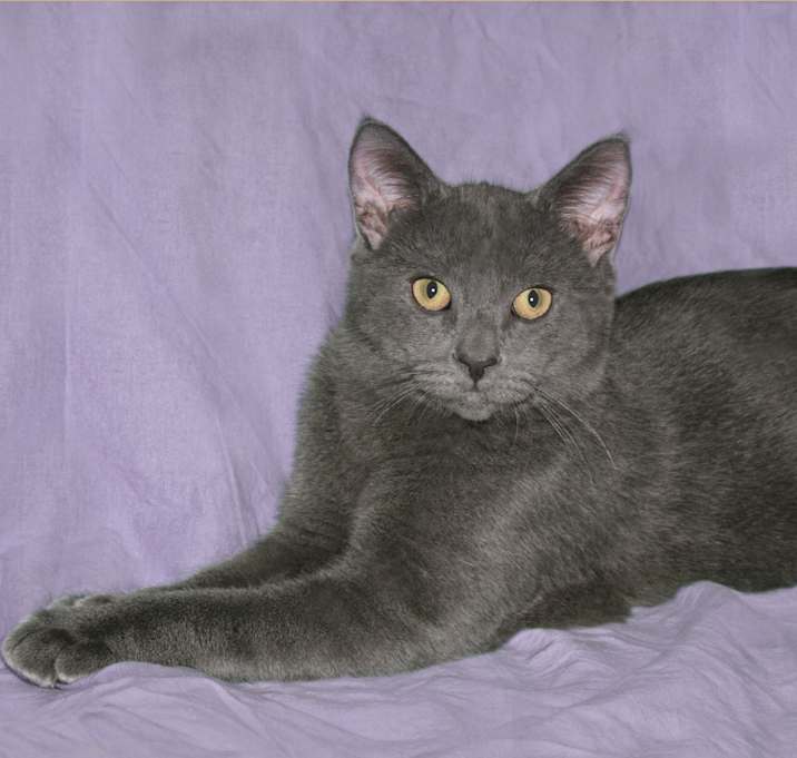 Photo of Juno