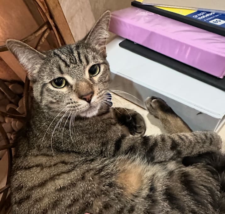 Photo of Rigby