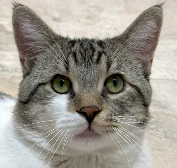 Photo of Sampson