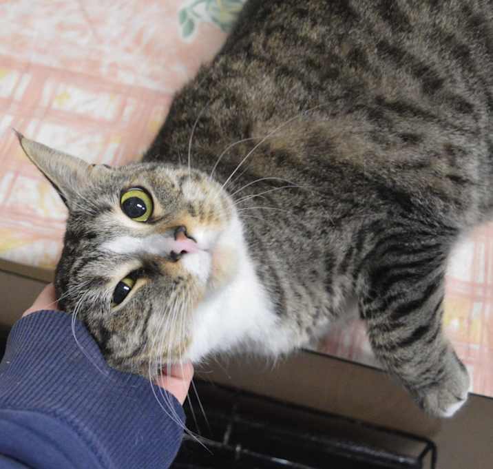 Photo of Tac