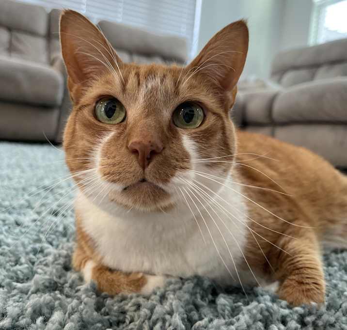 Photo of Toby