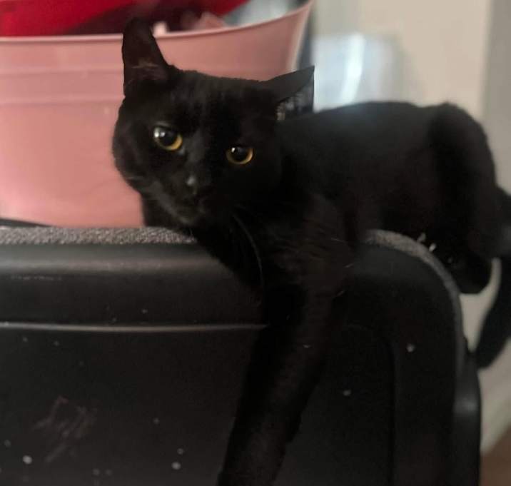 Photo of Roxie