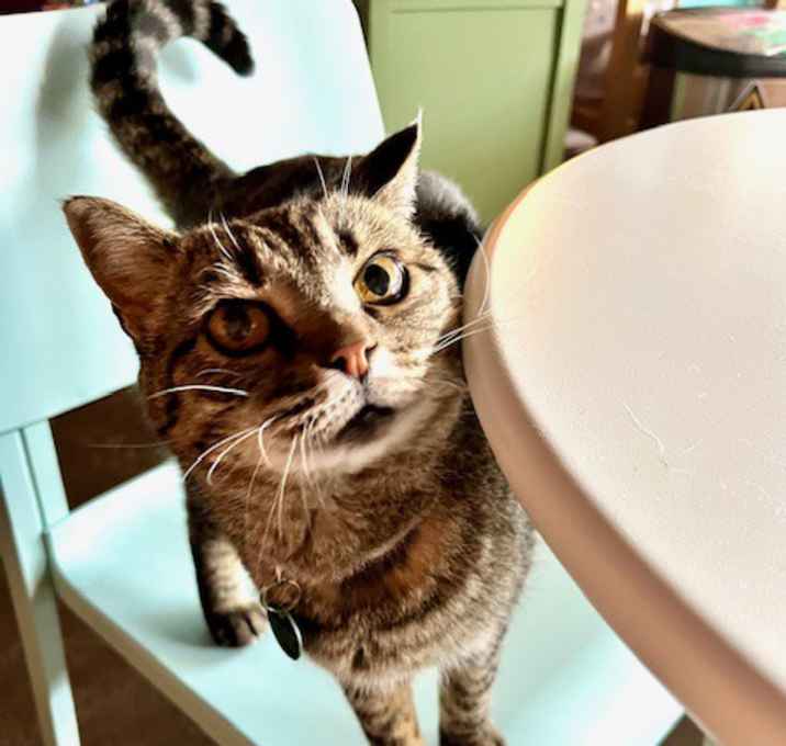 Photo of Larky