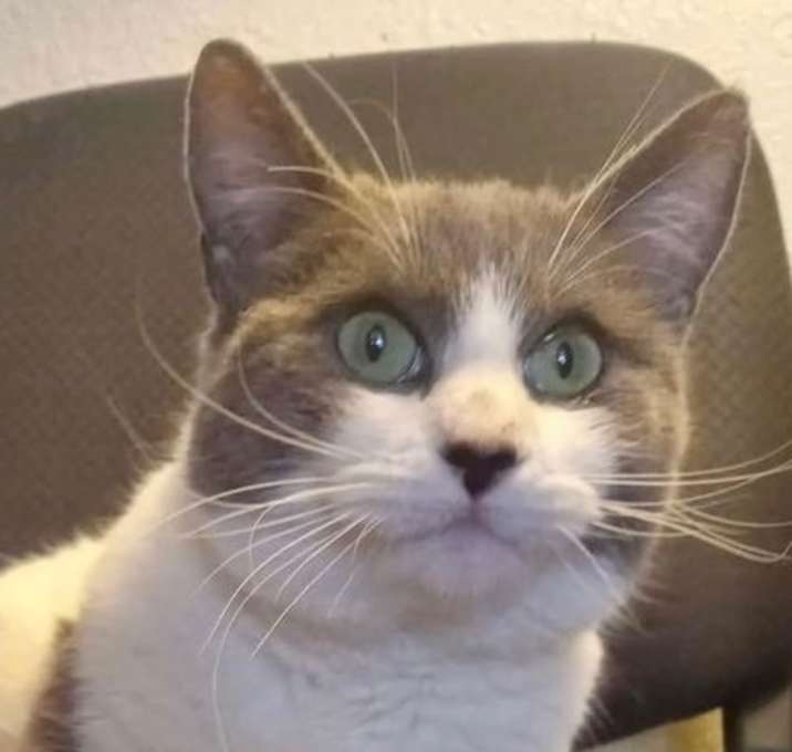 Photo of Luna [CP]