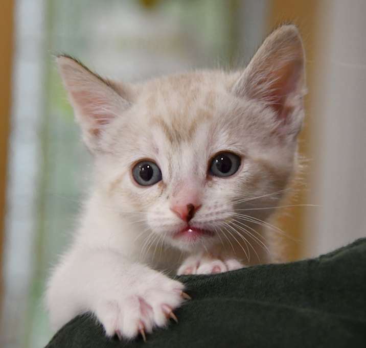 Photo of Tiki