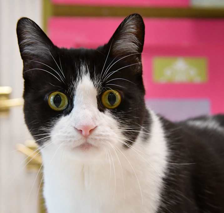 Photo of Oreo