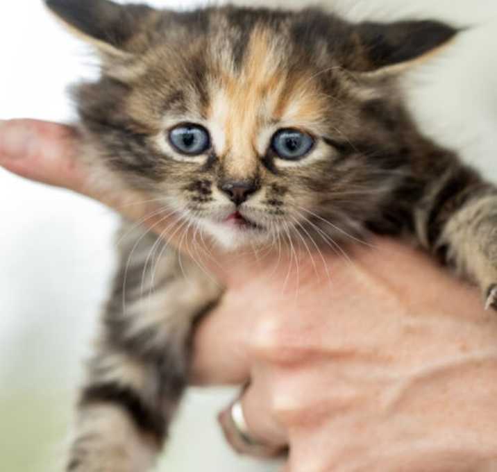 Photo of Snickers