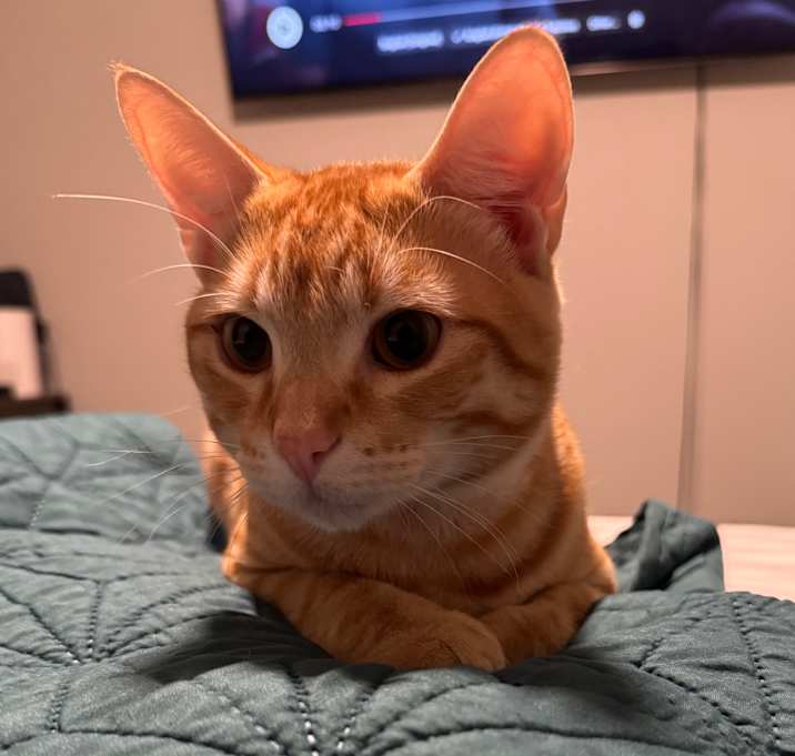 Photo of Ollie
