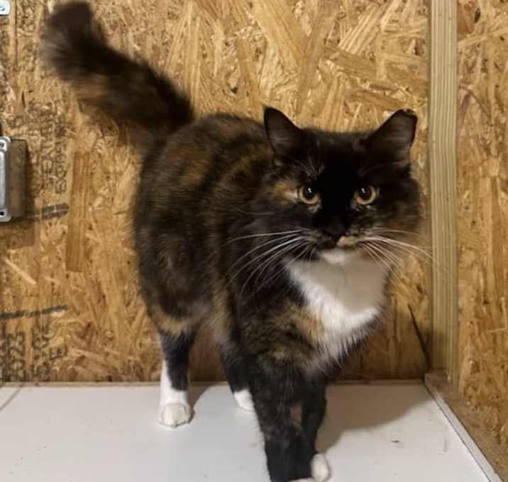 Photo of Angel the Cat