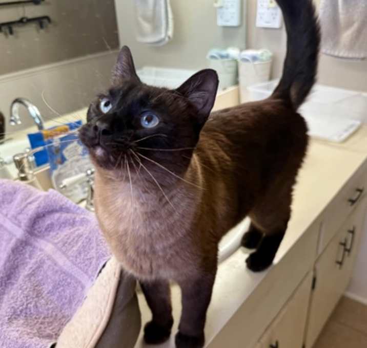 Photo of Bogart