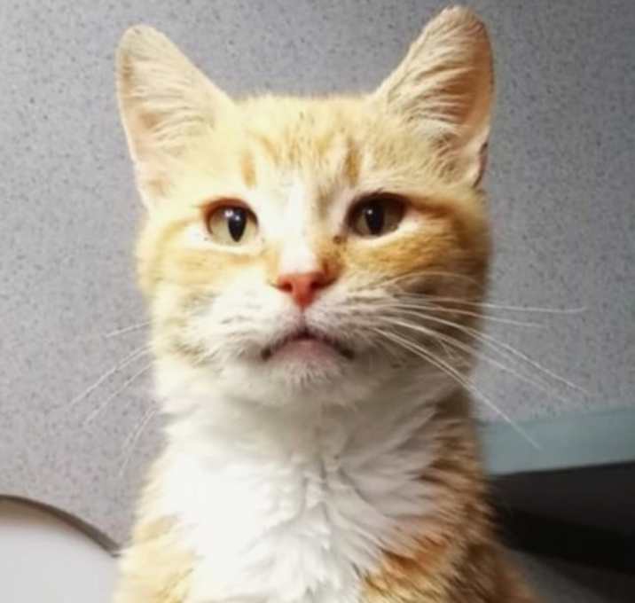 Photo of Blondie