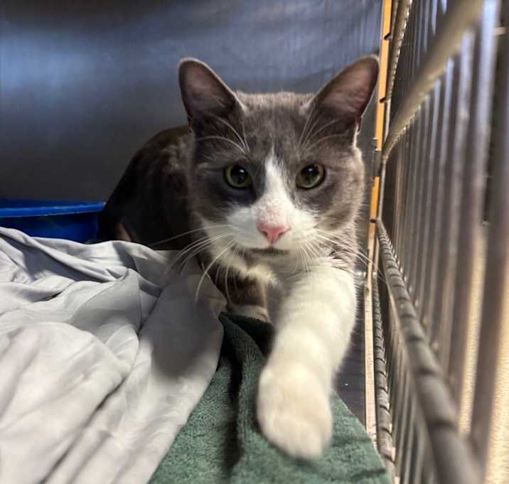 Photo of Scooter