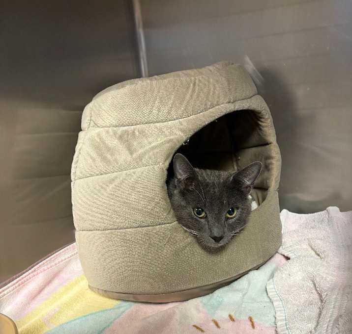 Photo of Toodles
