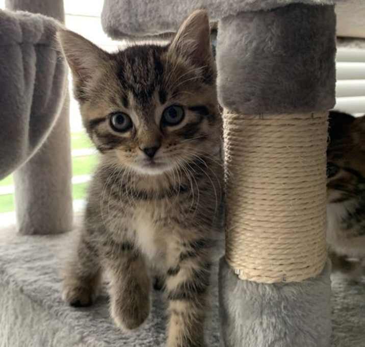 Photo of Firefly (bonded w/Butterfly)@Nine Lives Cat Cafe