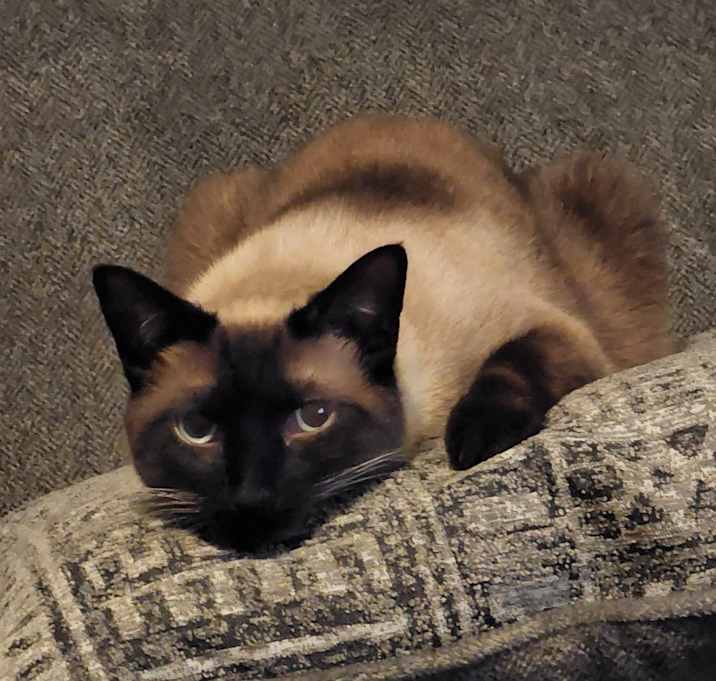 Photo of Nero