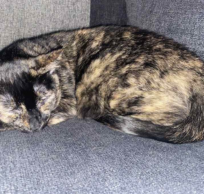 Photo of Freckles