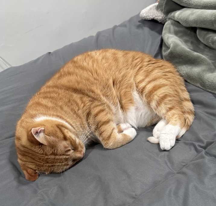 Photo of Chip