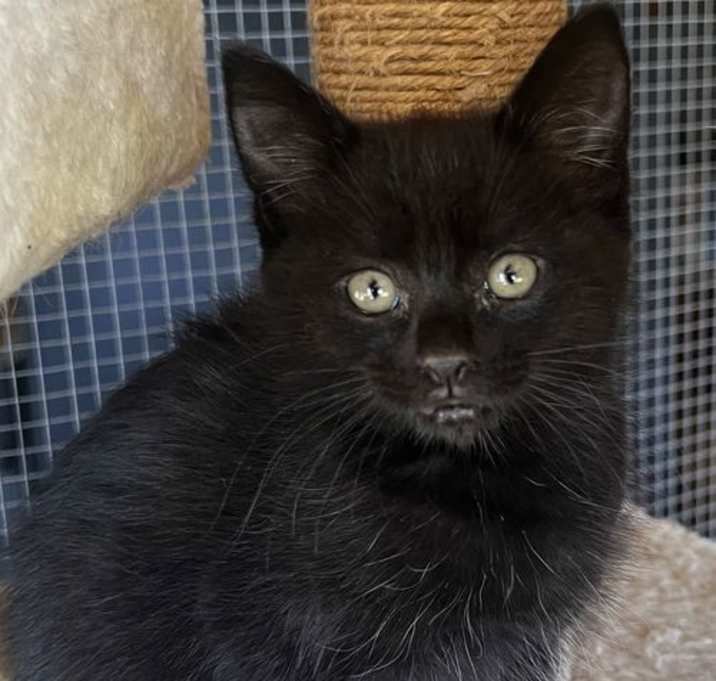 Photo of Macchiato & Brew - Hot & Fresh Kittens