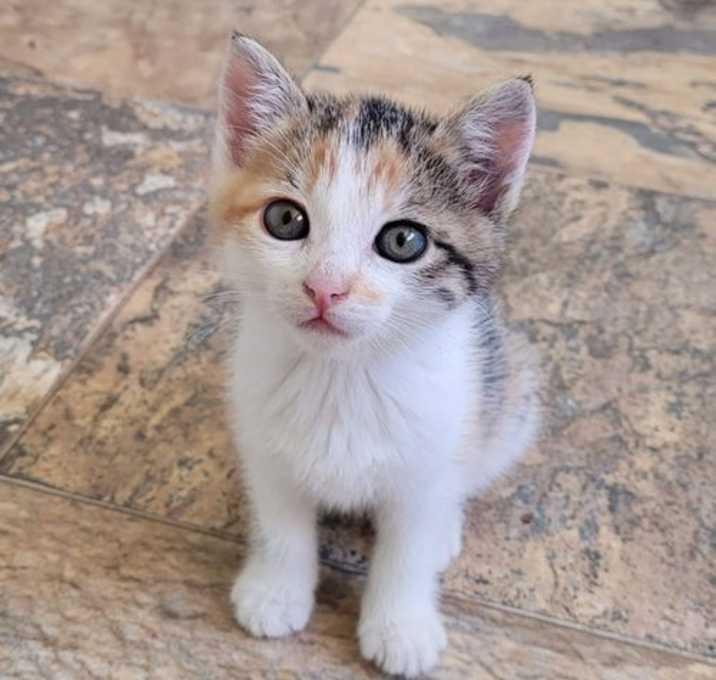 Photo of Gemma - Jewel of a Kitten