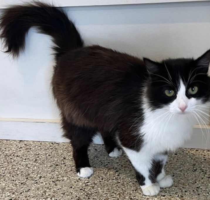 Photo of Lulu - Longhair Lovebug