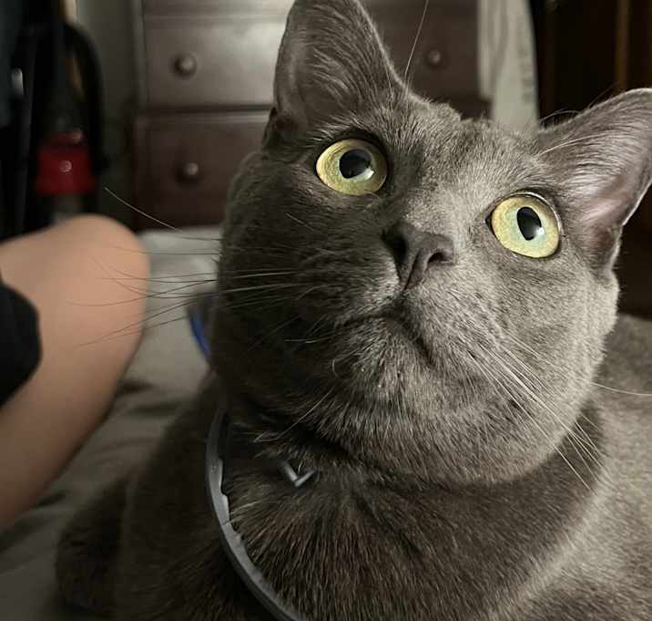 Photo of Toothless