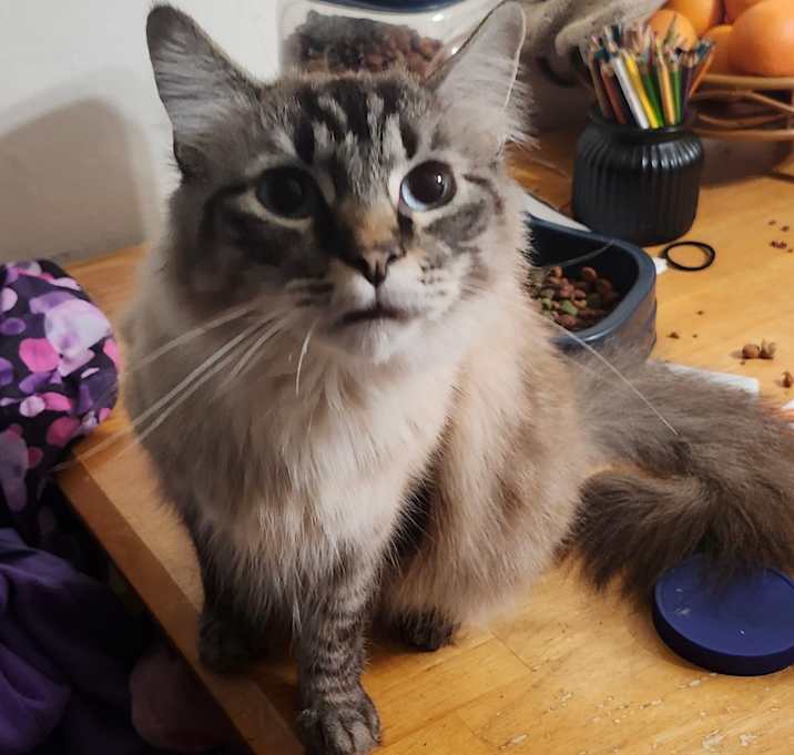 Photo of Bandit