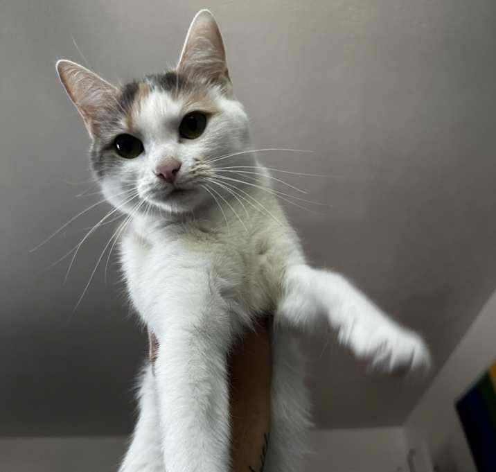 Photo of Peaches