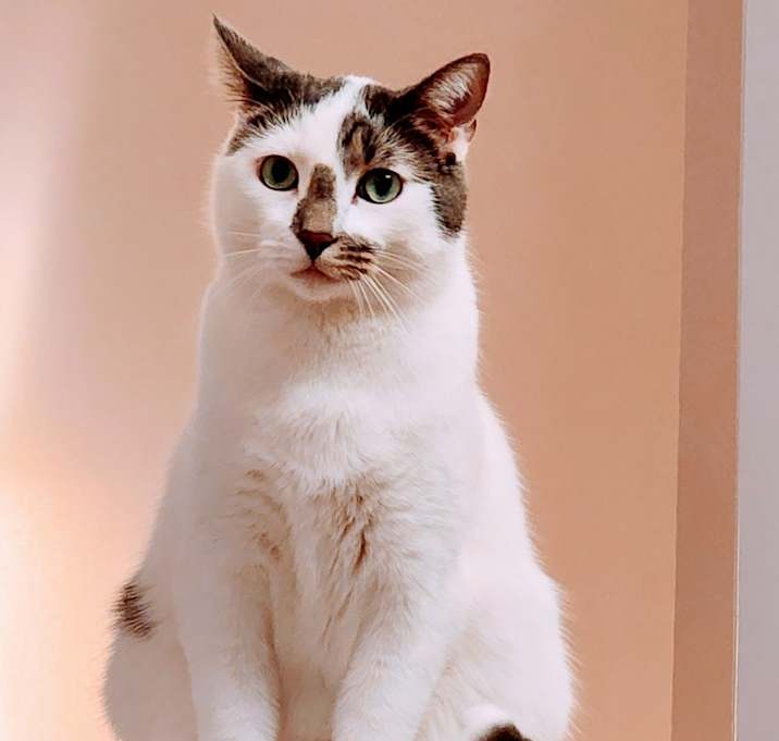 Photo of Marbles/Smokey