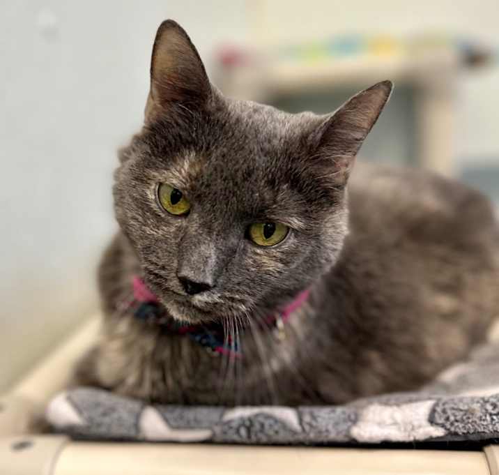 Photo of Kippy (fka Daphne)