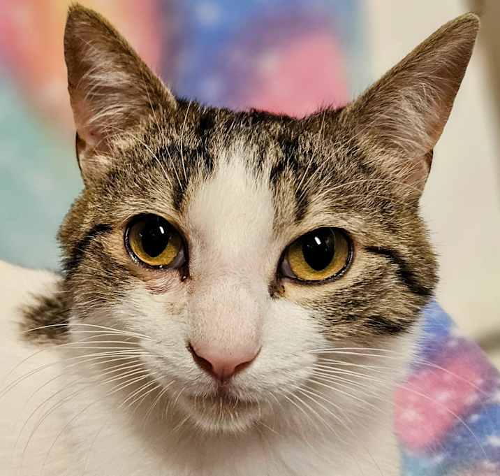 Photo of Oliver - RC PetSmart