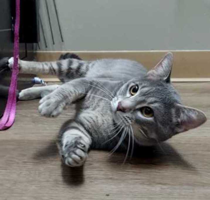 Photo of Finch