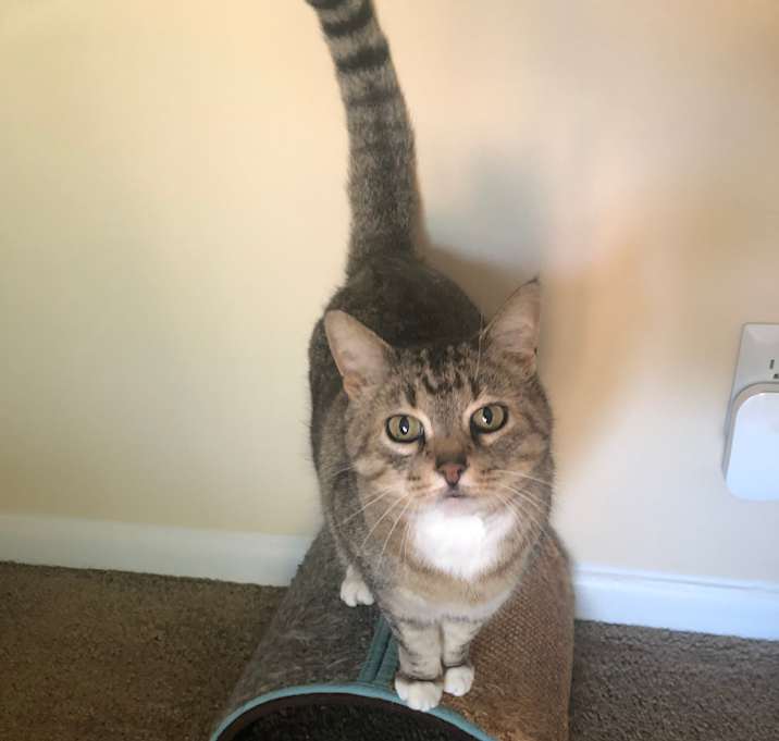Photo of Miss Socks