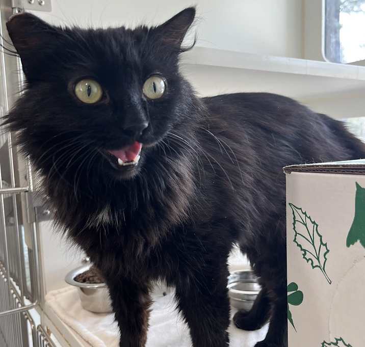 Photo of Miss Boo