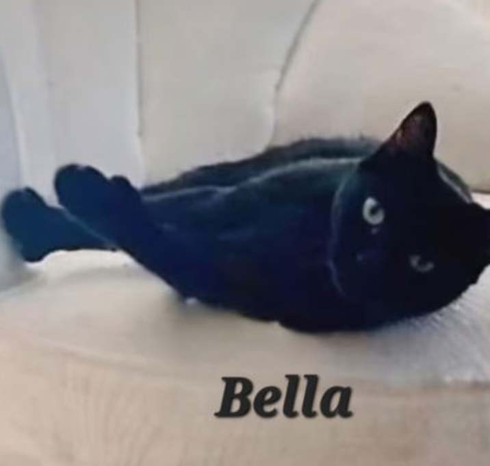 Photo of Bella