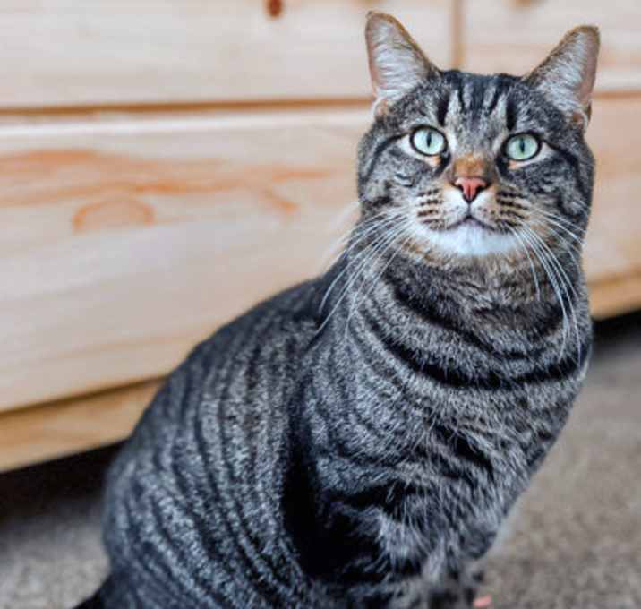 Photo of Joe (in foster)