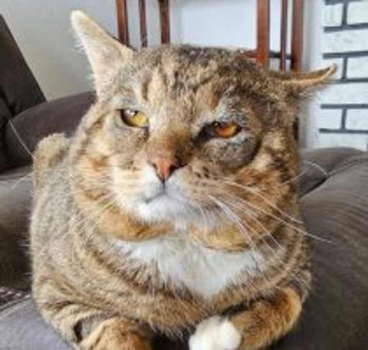 Photo of Bruiser