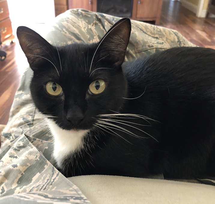 Photo of Mittens