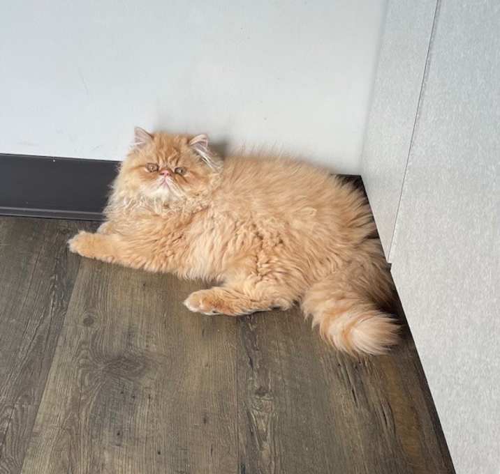 Photo of Garfield