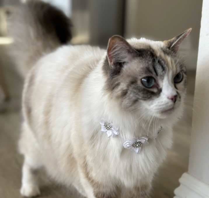 Photo of Beatrice