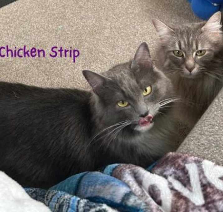 Photo of Chicken Strip