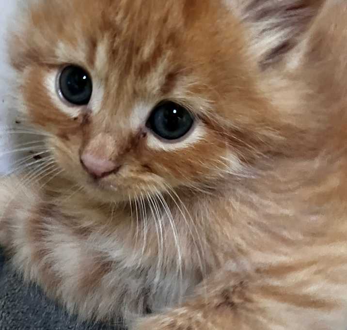 Photo of Cheddar