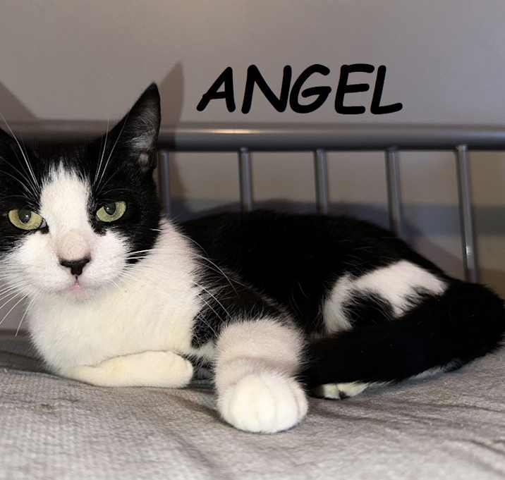 Photo of Angel