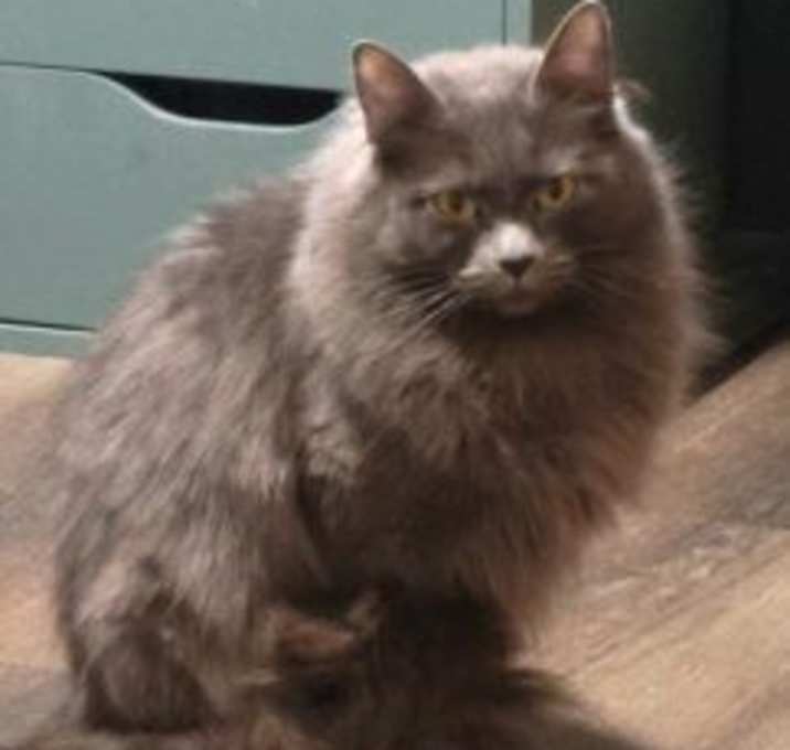 Photo of Olive