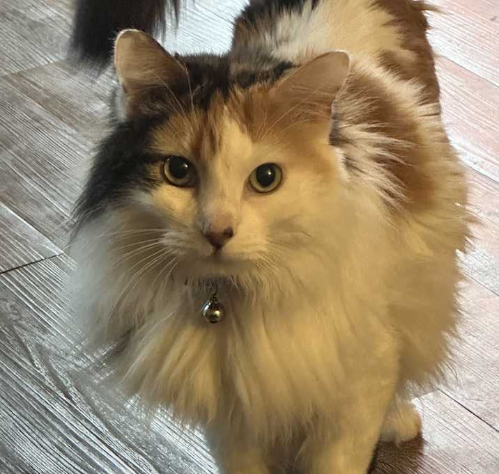 Photo of Yuki