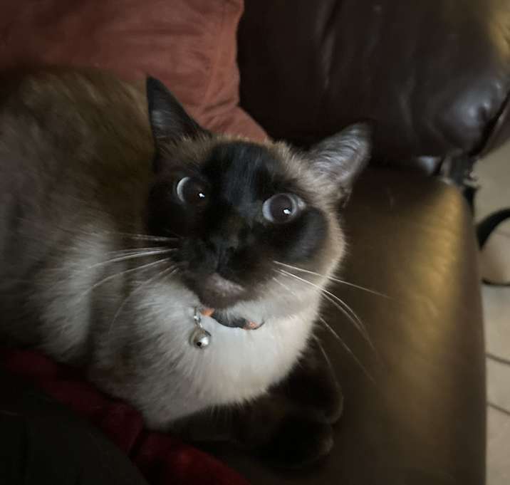 Photo of Cleo
