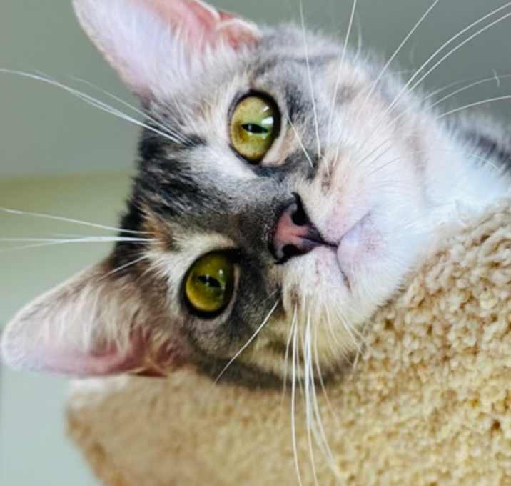 Photo of Tilly