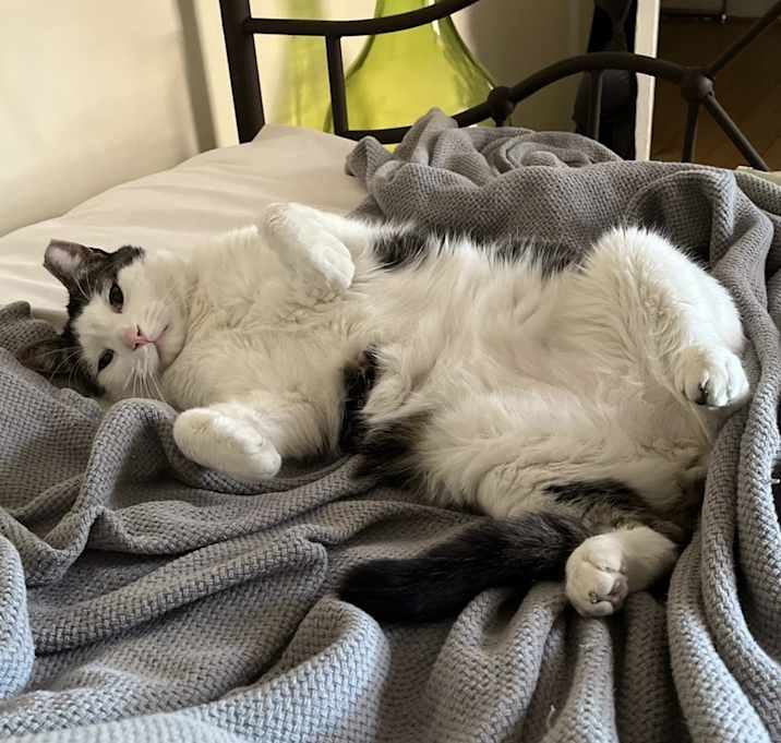 Photo of Bunny